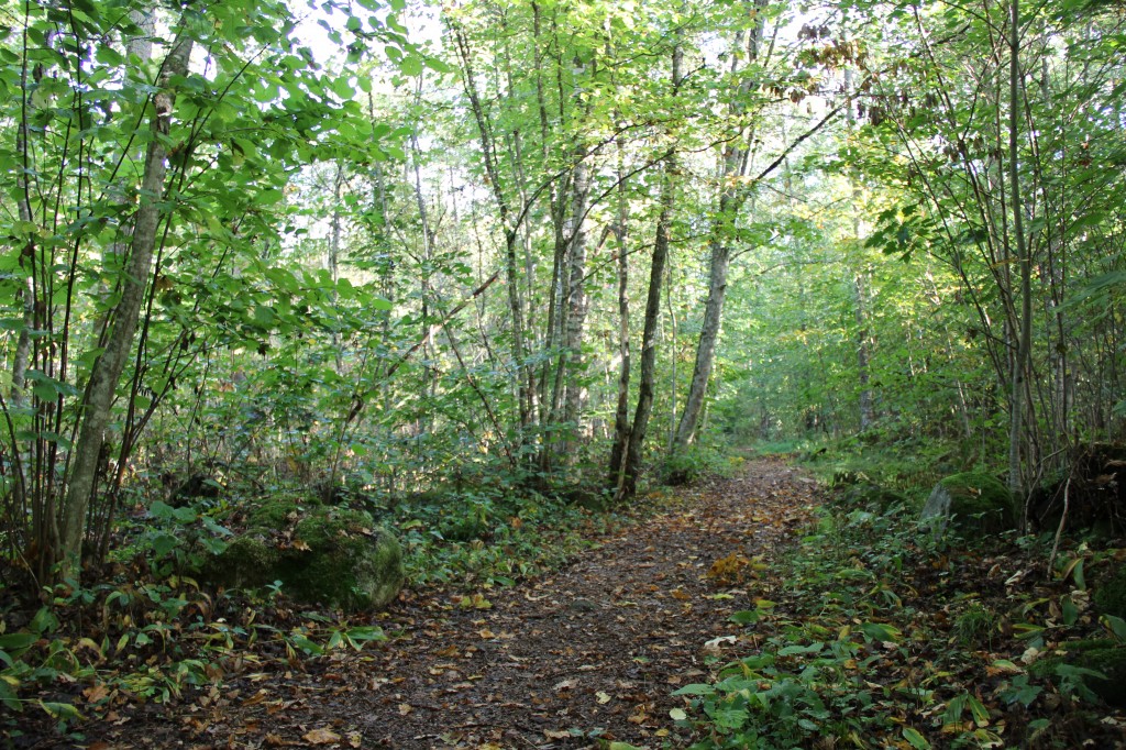 Bild över en lövskog. Bild över en lövskog.